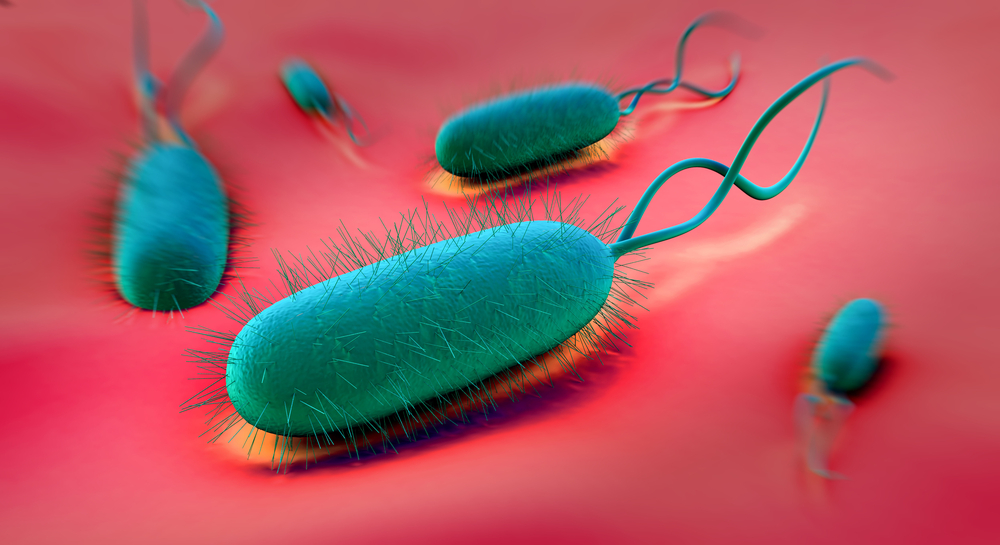 Enlarged view: Hpylori